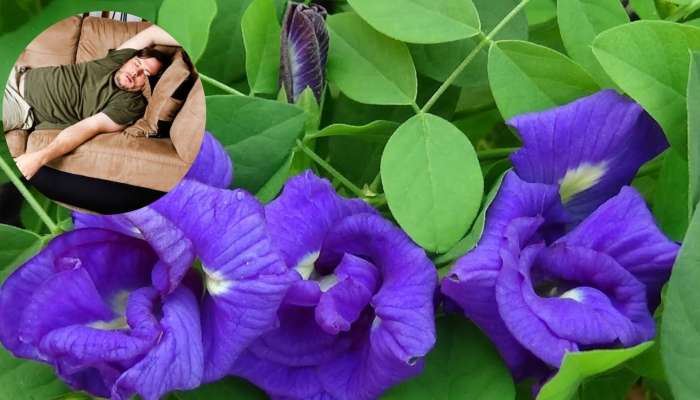 Aparajita Flower Remedy: మీరు ఈ పుష్పాలను దేవునికి సమరిపిస్తే.. మీరు అన్ని లాభాలు పొందుతారు..!