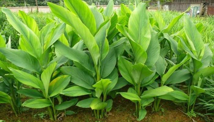 Turmeric plant Benefits | Zee News Telugu