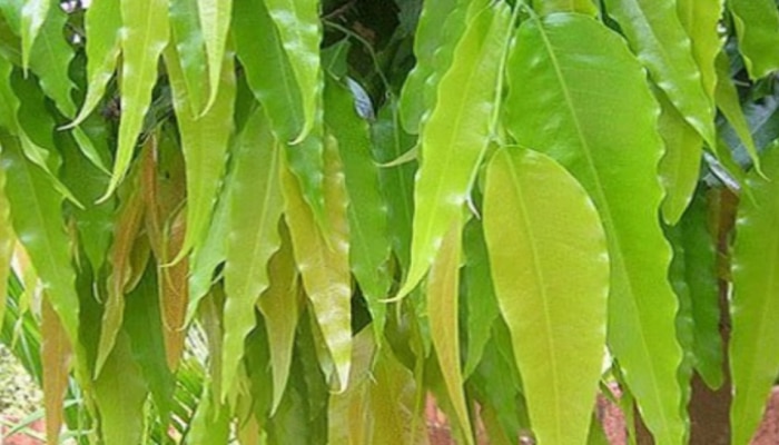 Ashoka Plant Benefits: అశోక వృక్షం ఇంట్లో ఉంటే.. ధనలక్ష్మీ మీ వెంటే...! ఏదిశలో నాటాలో తెలుసుకోండి