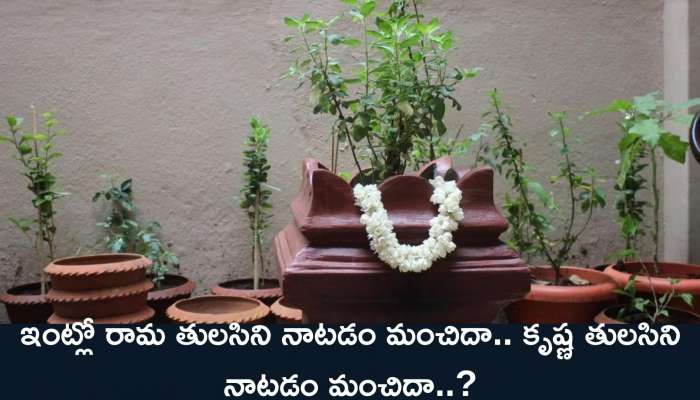 Tulsi Vastu: ఇంట్లో రామ తులసిని నాటడం మంచిదా.. కృష్ణ తులసిని నాటడం మంచిదా..?