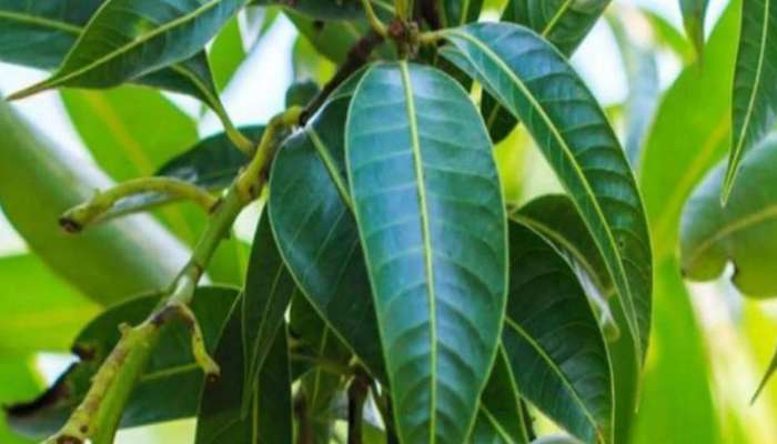 Mango Leaves Benefits: మామిడి ఆకుతో ఇన్ని ఆరోగ్య ప్రయోజనాలా.. తెలిస్తే ఆశ్చర్యపోతారు!
