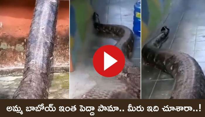 Viral Video Today: అమ్మ బాబోయ్‌ ఇంత పెద్దా పామా.. మీరు ఇది చూశారా..!