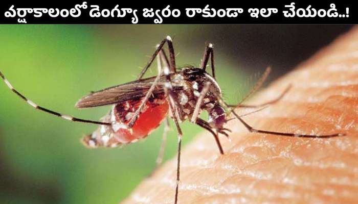 Dengue Prevention In Monsoon: వర్షాకాలంలో డెంగ్యూ ఫీవర్.. అల్లం, పసుపుతో డెంగ్యూకి చెక్ పెట్టండిలా!!