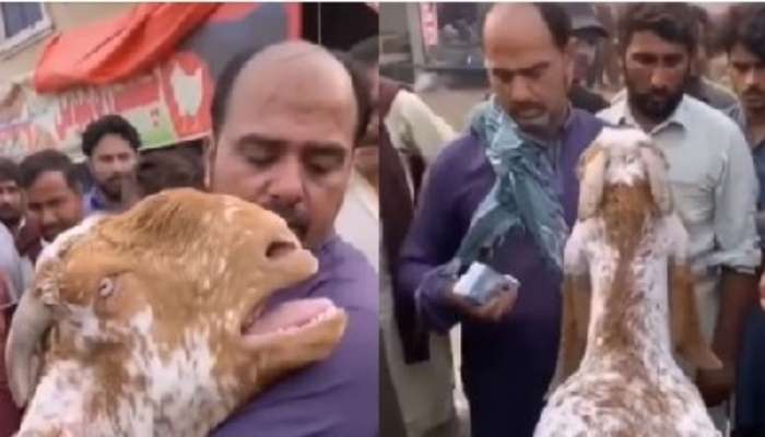Goat Crying Video: యజమానిని కౌగిలించుకుని ఏడ్చేసిన మేక.. హృదయాలను పిండేస్తున్న దృశ్యం!
