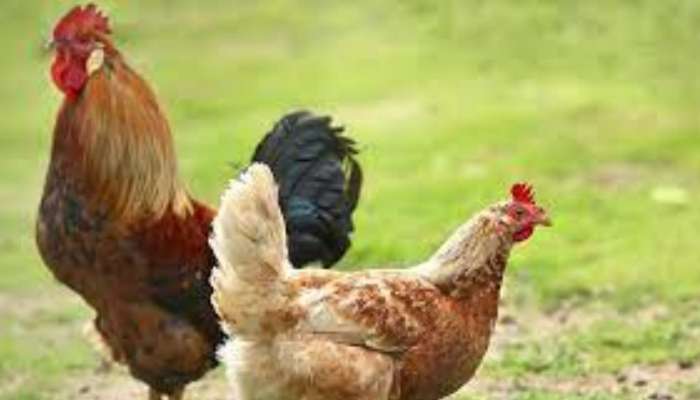 Chicken Funny Video: Chicken flying after drinking beer, Cock and Hen google trending video goes viral | Viral Video: బీరేసి 'బాహుబలి'గా మారిన కోడి.. ఏకంగా పక్షి లాగా గాల్లోకి ఎగురుతూ..! సోషల్ ... Chicken Funny Video: Chicken flying after drinking beer, Cock and Hen google trending video goes viral | Viral Video: బీరేసి 'బాహుబలి'గా మారిన కోడి.. ఏకంగా పక్షి లాగా గాల్లోకి ఎగురుతూ..! సోషల్ ...
