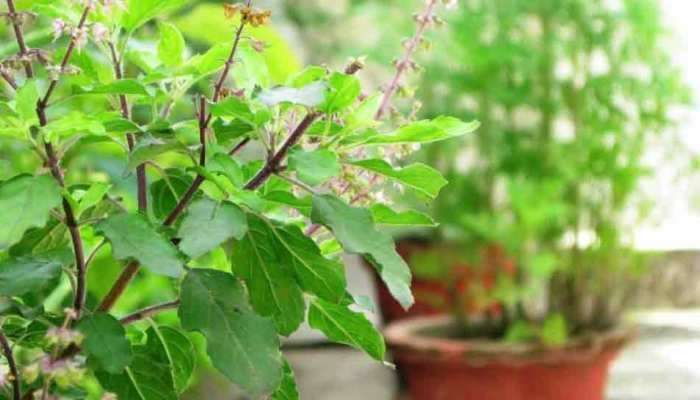 Tulsi Plant Precautions: తులసి మొక్క ఆకులు ఇష్టమొచ్చినట్టు కోయకూడదని మీకు తెలుసా, ఏం జరుగుతుంది
