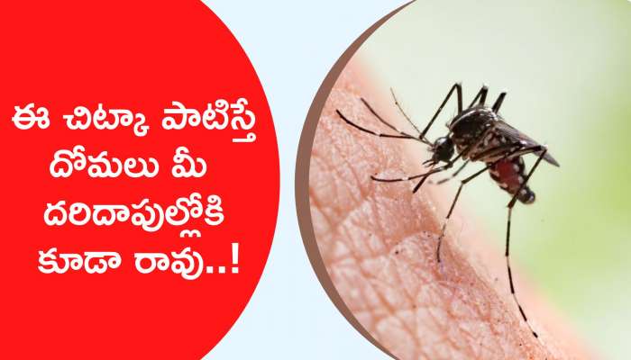 Mosquito Repellent In 2 Minutes: తరుచుగా మీకు దోమలు కుడుతున్నాయా.. అయితే ఈ చిట్కా పాటించండి..!