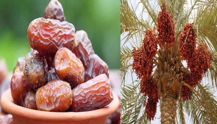 Dates Benefits: బరువు వేగంగా తగ్గాలంటే..ఖర్జూరం ఎప్పుడు తినాలి, ఎన్ని తినాలి