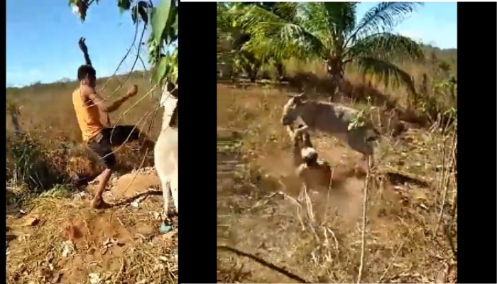 Donkey Viral Video: గాడిద ప్రతీకారం తీర్చుకుంటే ఎలా ఉంటుందో తెలుసా..ఈ వైరల్ వీడియో చూడండి చాలు