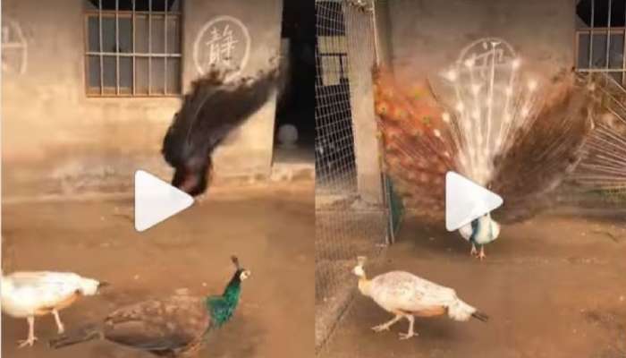 Peacock Dance Viral Video: రెండు నెమళ్లు ఒకేసారి పురి విప్పడం...రెండు కళ్లూ సరిపోని అద్భుత దృశ్యం