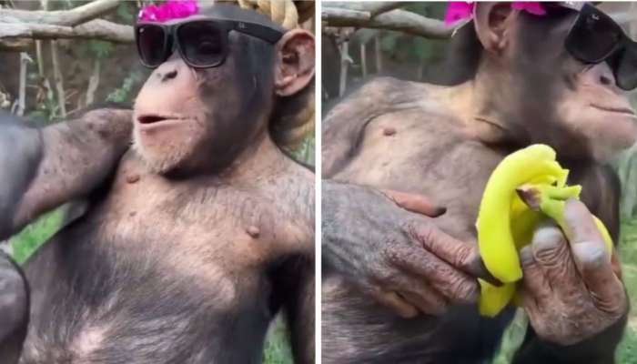 Chimpanzee Funny Video: తాడుపై దర్జాగా కూర్చుని.. రాజులా అరటిపండు తింటున్న చింపాంజీ!