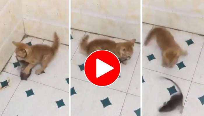 Rat - Cat Video: పిల్లితో ఎలుక భీకర యుద్ధం.. ఎలుక ఎలా తప్పించుకుందో చూడండి (వీడియో)!