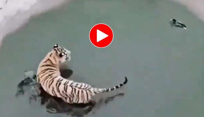 Tiger Bird Video: పులినే ఆటాడించిన పక్షి.. వీడియో చూస్తే అబ్బా అనకుండా ఉండలేరు!