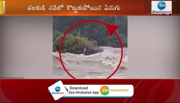 kerala chalakudy river overflowing elephant saves itself after 3 hours fight 