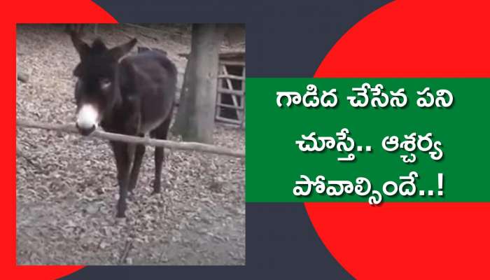 Smart Donkey: ఈ వీడియో చూస్తే గాడిదల్లో కూడా తెలివైనవుంటాయని ఒప్పుకుంటారు!