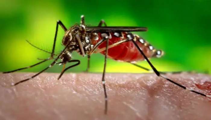 Malaria Vaccine: త్వరలో మలేరియా వ్యాక్సిన్, అమెరికా క్లినికల్ ట్రయల్స్‌లో అద్భుత ఫలితాలు