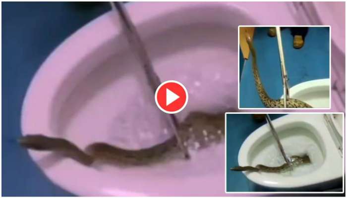 Viral Video: బాప్రే.. రెస్ట్ రూమ్‌లో పెద్ద పాము.. చూస్తే గుండె గుబేళ్లనటం ఖాయం 