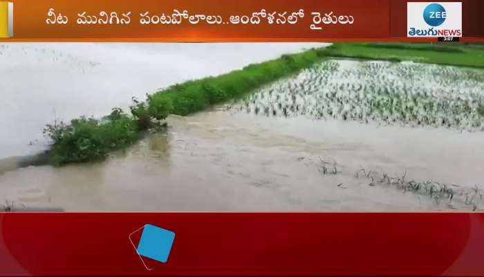 Heavy rains in khamman district, rice and other crops ruined
