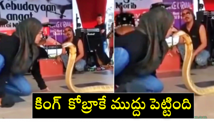 king cobra kissing video: బాప్ రే.. ఈ అమ్మాయి కింగ్  కోబ్రాకే కిస్ ఇచ్చింది, వీడియో వైరల్