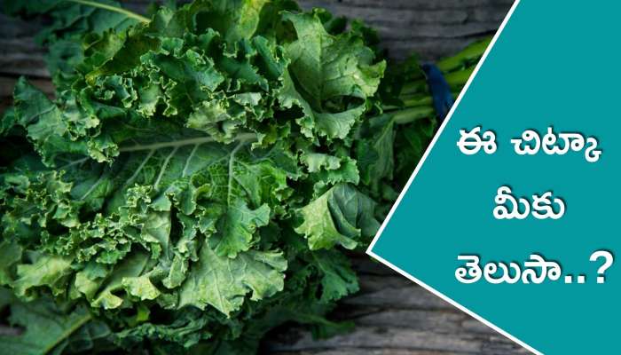 Weight Loss With Kale: బరువు తగ్గడానికి సులవైన మార్గం ఇదే.. ఈ చిట్కా మీకు తెలుసా..?