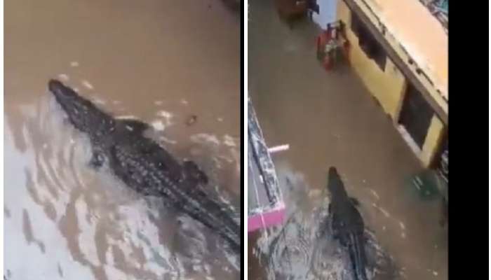 Crocodile Video Viral: వర్షంనీళ్లతో కాలనీ రోడ్లపై మొసలి స్వైర విహారం, వీడియో వైరల్