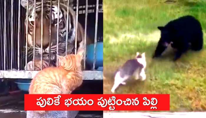 Viral Video Today: పులికే చుచ్చు పోయించిన పిల్లి.. మీరు చూస్తే ఆశ్చర్యపోతారు..!