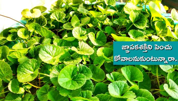 Centella Asiatica: ఎలాంటి ఖర్చు లేకుండా జ్ఞాపకశక్తిని పెంచే ఆకులు ఇవే..!