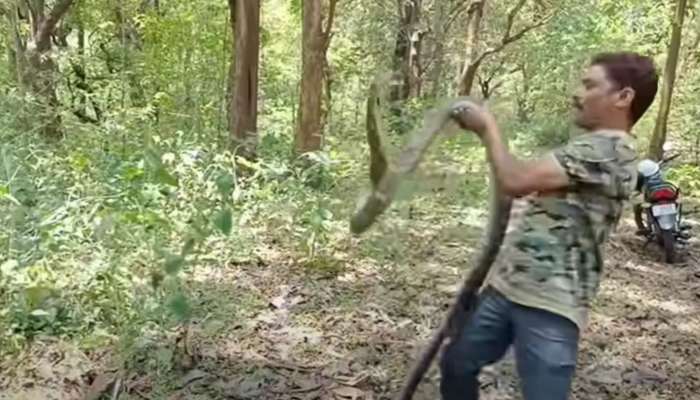 King Cobra Viral Video: ఈ టెక్నిక్‌లు అనుసరిస్తే.. 13 అడుగుల కింగ్ కోబ్రా కూడా ఏమీ చేయలేదు!