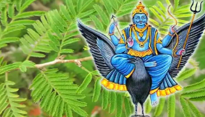 Shami Plant Vastu Tips: ఈ మెుక్కను ఇంట్లో సరైన దిశలో నాటితే.. మీపై డబ్బు వర్షం కురుస్తుంది!