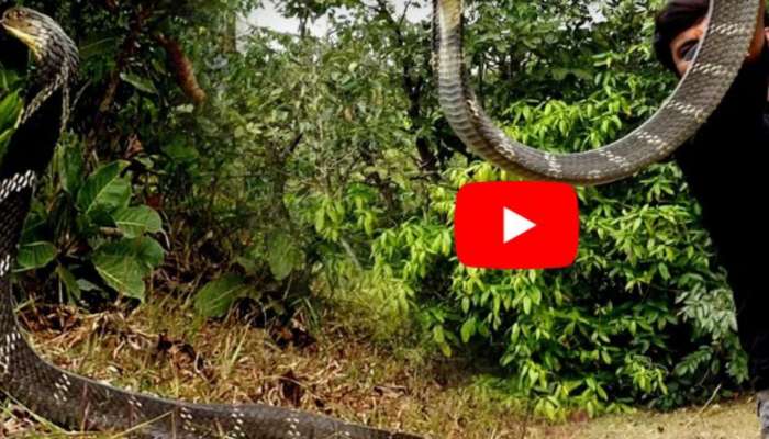 King Cobra Video: మీదికి దూసుకొస్తున్న కింగ్ కోబ్రాను.. ఈ వ్యక్తి ఎలా అదపుచేశాడో చూడండి!