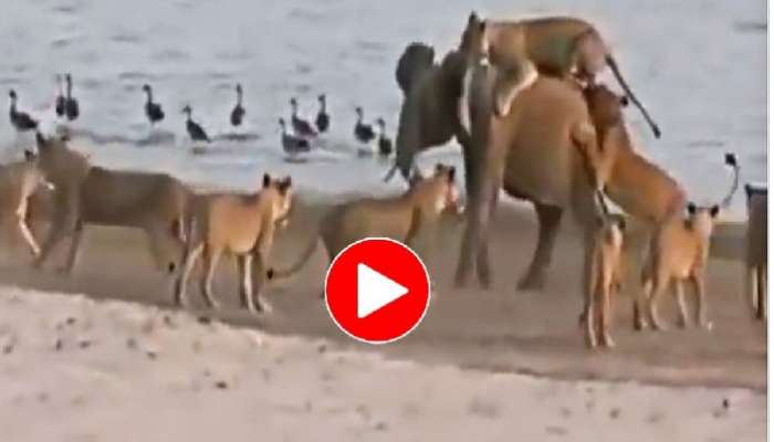 Elephant vs Lionesses video: ఒంటరి ఏనుగు, 14 సింహాల పోరాటం, చివరికి గెలిచిందెవరు