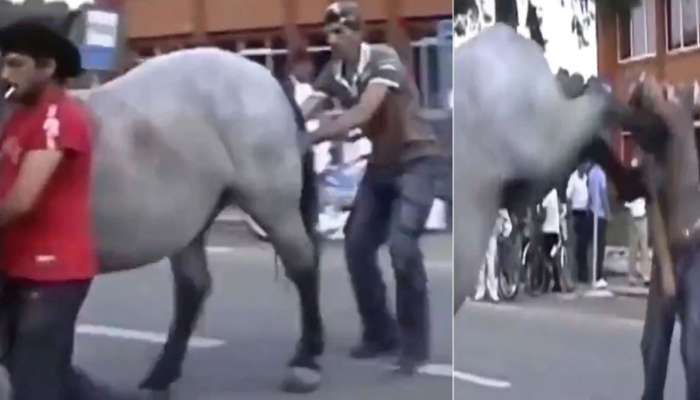 Horse Funny Video: గుర్రంతో జోకులేశాడు.. ఫుట్ బాల్ ఆడుకుంది! వీడియో చూస్తే నవ్వు ఆపుకోలేరు