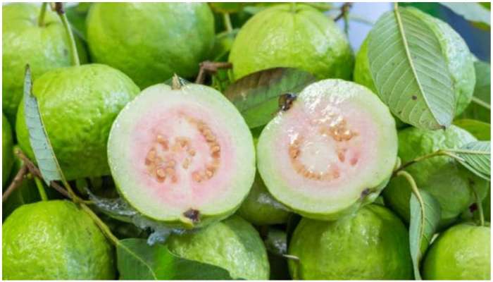 Guava Benefits: జామ పండు తినడం వల్ల డయాబెటిస్‌ వారికి కలిగే ప్రయోజనాలు ఇవే..!