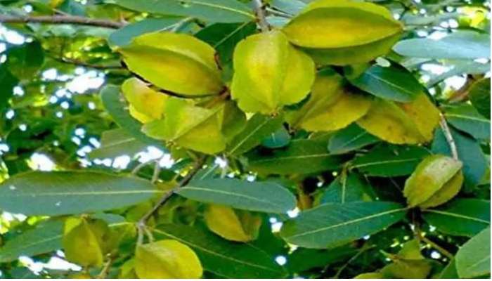 Arjun Fruit Benefits: గుండె ఆరోగ్యానికి అద్భుత ఔషధం..అర్జున ఫలం, ఉపయోగాలివే