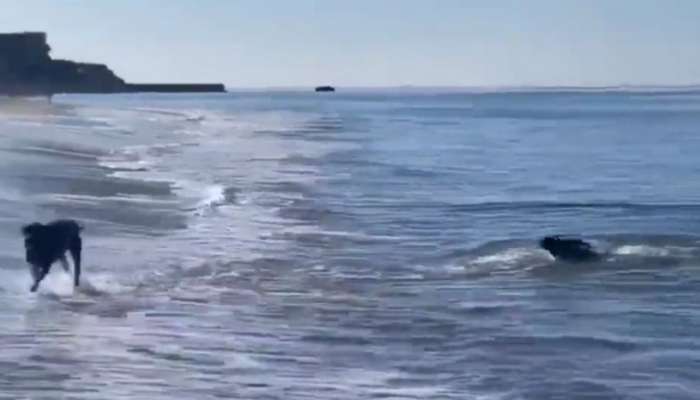 Seal Dog Viral Video: కుక్కతో పోటీపడిన సముద్రంలోని సీల్‌.. వీడియో చూస్తే అస్సలు నమ్మలేరు!