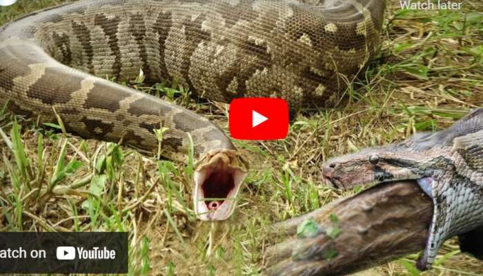 Python Viral Video: భారీ ఉడుమును మింగేసి.. తీవ్ర అవస్థలు పడిన కొండచిలువ! చివరికి ఏమైందంటే