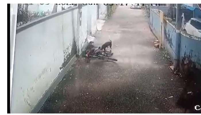 Dog Attack Viral Video: పదేళ్ల బాలుడిపై పాశవికంగా, భయంకరంగా దాడి చేసిన కుక్క, వీడియో వైరల్