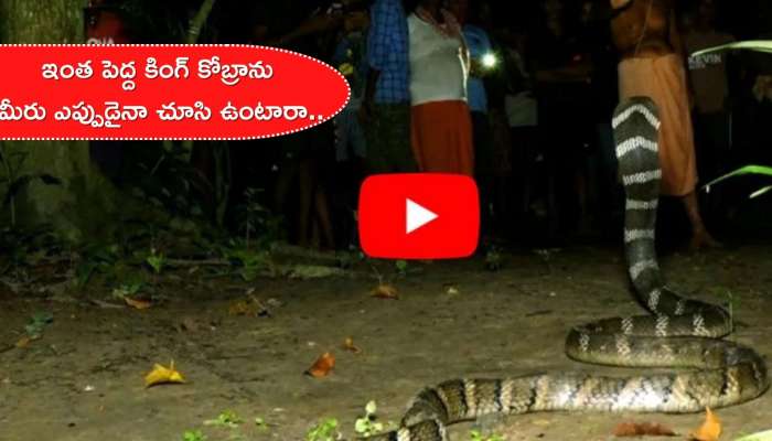 King Cobra Viral Video: పాత ఇంట్లో నక్కిన 12 అడుగుల కింగ్ కోబ్రా.. బుసలు కొడుతున్నా ఈ వ్యక్తి ఎంత సులువుగా పట్టాడో!