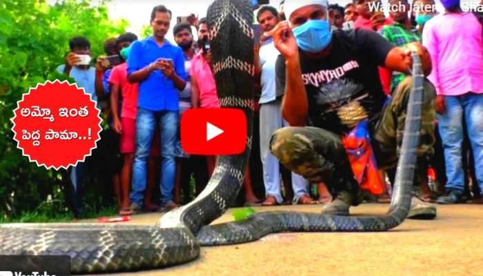 King Cobra Viral Video: అమ్మో ఈ కోబ్రాని చూడండి.. ఎలా బుసలు కొడుతుందో..