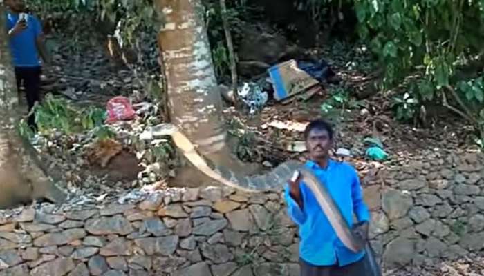 King Cobra Man Viral Video: నువ్ సూపర్ బాసూ.. ఏ సాయం లేకుండా భారీ కింగ్ కోబ్రాను ఎలా పట్టాడో చూడండి!