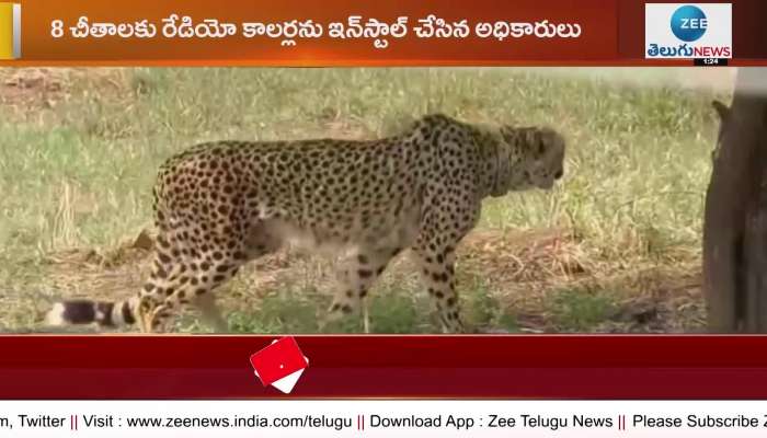 PM Modi taking snaps of Namibia cheetahs at kuno national park in MP