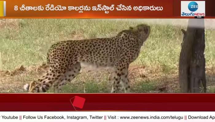 PM Modi releases namibian Cheetahs in to kuno national park in Madhya Pradesh