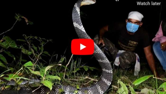 King Cobra Viral Video: జస్ట్ మిస్.. 16 అడుగుల కింగ్ కోబ్రా కాటు నుంచి తెలివిగా తప్పించుకున్న వ్యక్తి! 