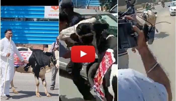 Cow Viral Video: నిరసన కోసం ఆవుతో అసెంబ్లీకు బీజేపీ ఎమ్మెల్యే, సందు చూసి పారిపోయిన ఆవు