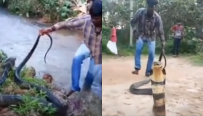 Kinga Cobra Viral Video: స్నేక్ క్యాచర్‌కే చుక్కలు చూపించిన కింగ్ కోబ్రా... చివరకు ఏమైందంటే..!