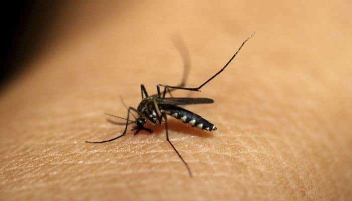 Malaria Home Remedies: పెరుగుతున్న మలేరియా ముప్పు, ఈ చిట్కాలు పాటిస్తే చాలు
