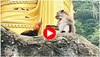 Funny Viral Video: కోడి దెబ్బకు తోక ముడిచిన కోతి..వీడియో వైరల్..!