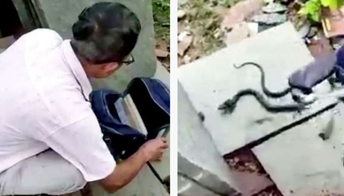 Cobra Snake in School Bag: స్కూల్ బ్యాగులో భయంకరమైన నాగు పాము.. ఒళ్లు గగుర్పొడిచే వీడియో