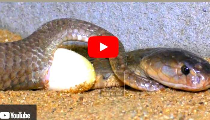 Monocled Cobra Laying Eggs: నాగుపాము గుడ్లను ఎక్కడి నుంచి పెడుతుందో తెలుసా.. వీడియో చూస్తే షాక్ అవుతారు! కోట్లలో వ్యూస్