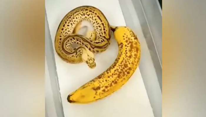 Banana Snake: ఇది అరటి పండు కాదు..భయంకరమైన పాము